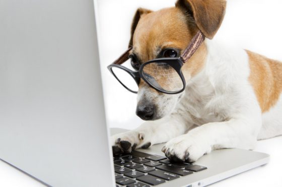 Beagle with Glasses with Paws on Laptop Keyboard