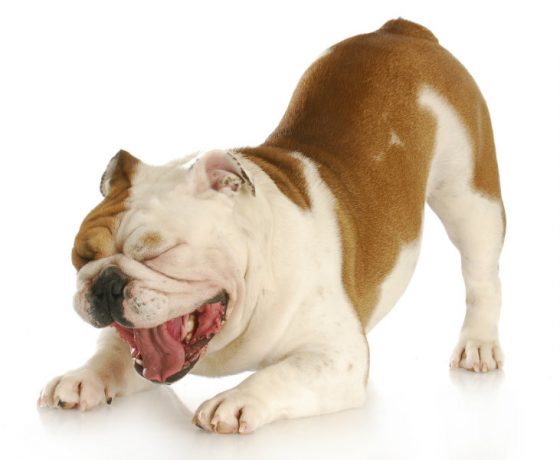 Bulldog coughing