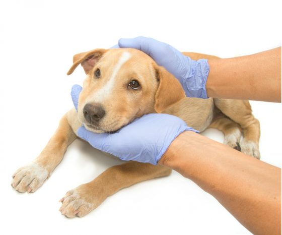 Veterinarian with blue gloves holding puppy's head