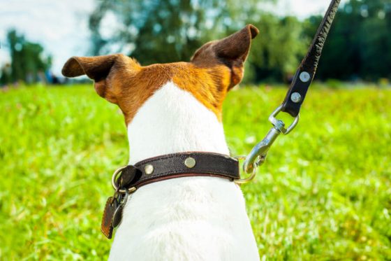 Mixed Breed dog on leash looking into field