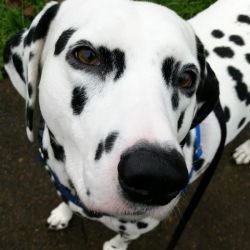 Lucy the Dalmation