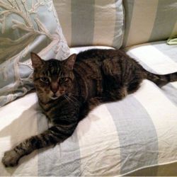 George the cat