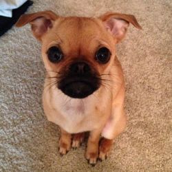 Phoebe the pug